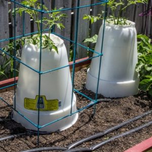 Aqua Dome Plant Protector (Set of 2)