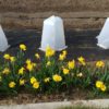 18 inch Plant Protector (Set of 4) - Image 5