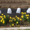 11 inch Plant Protector (Set of 4) - Image 7