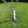 Tree Protector (Set of 4) - Image 3