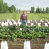 11 inch Plant Protector (Set of 4) - Image 4
