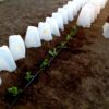 11 inch Plant Protector (Set of 4) - Image 5