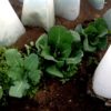 11 inch Plant Protector (Set of 4) - Image 2