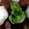 18 inch Plant Protector (Set of 4) - Image 6