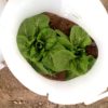 11 inch Plant Protector (Set of 4) - Image 9