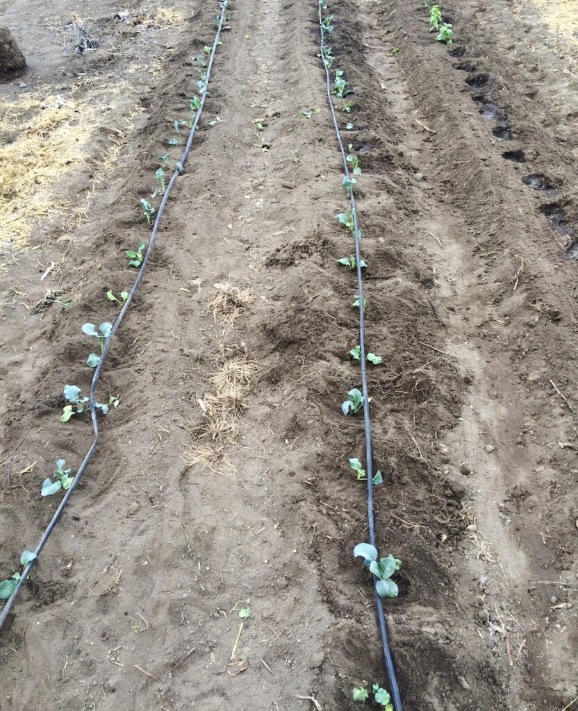 Why dripper hose is the best way to irrigate Grow It Now