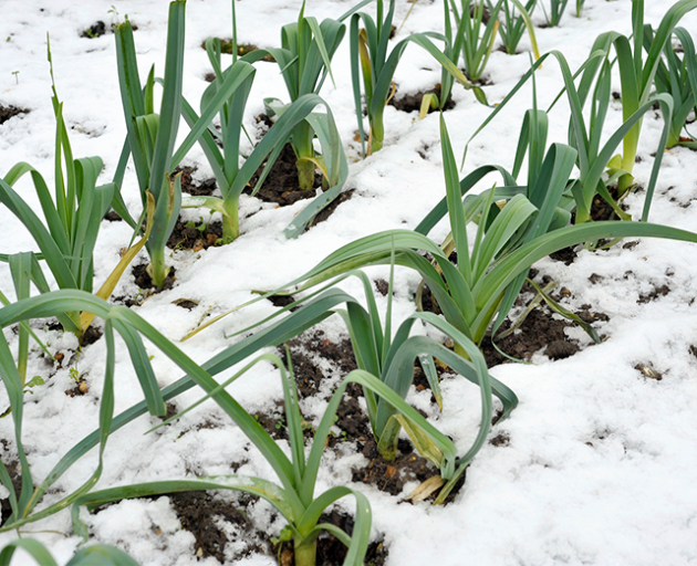 crops-in-grass